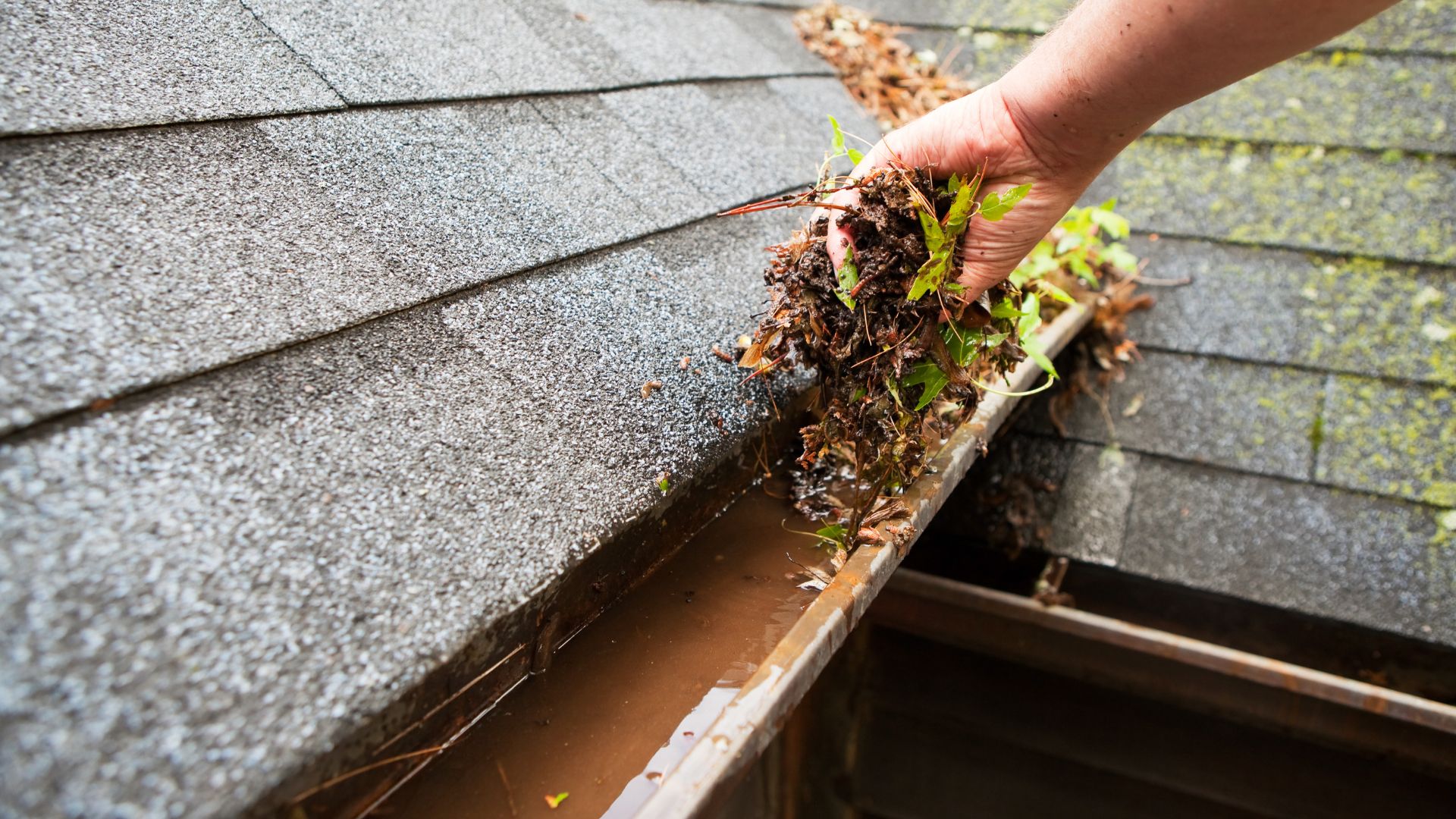 Gutter Cleaning (1)